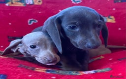 Miniature Dachshund dogs for sale: Miniature Dachshund  - Image 11