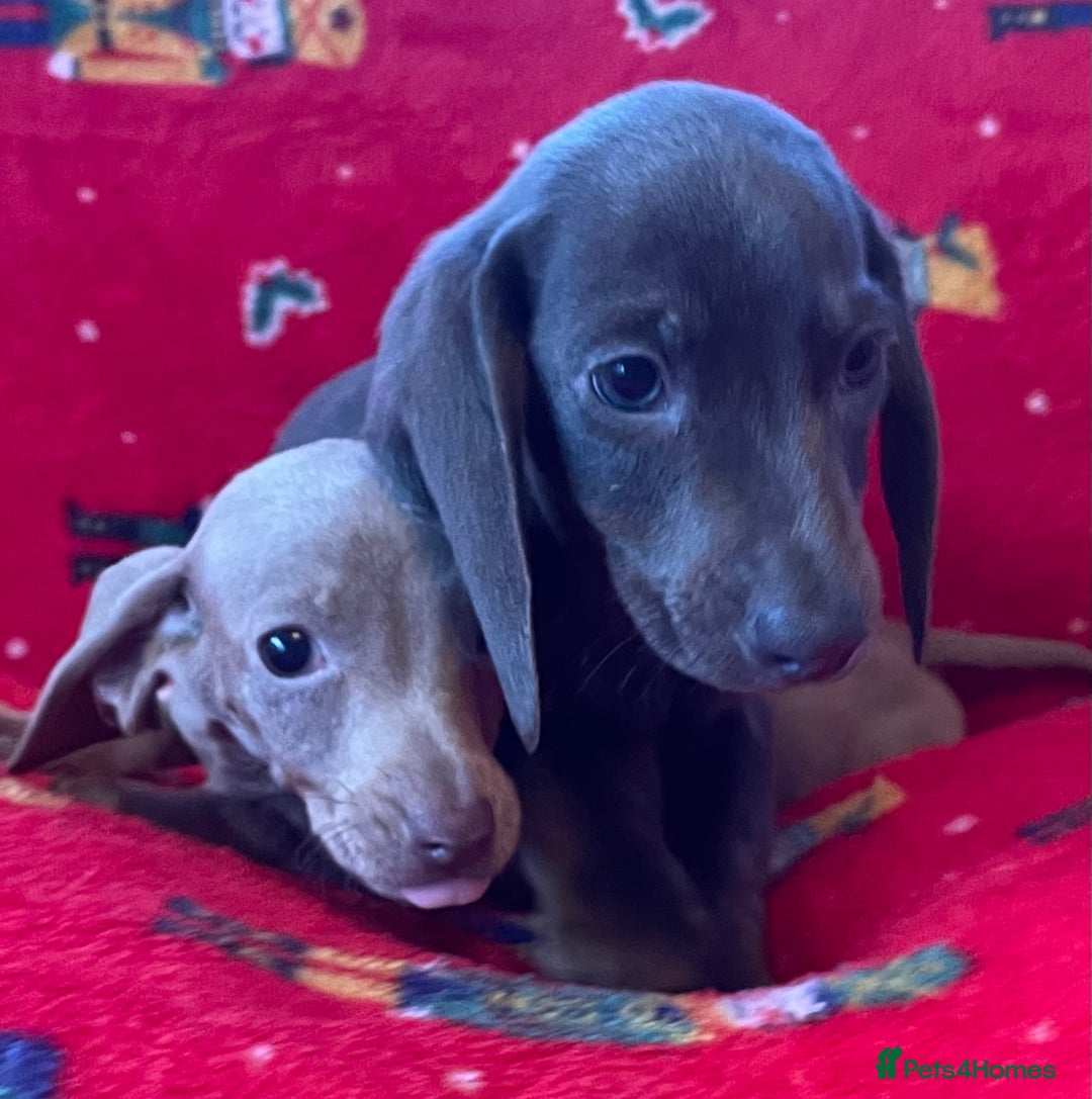 Miniature Dachshund dogs for sale: Miniature Dachshund  - Image 11