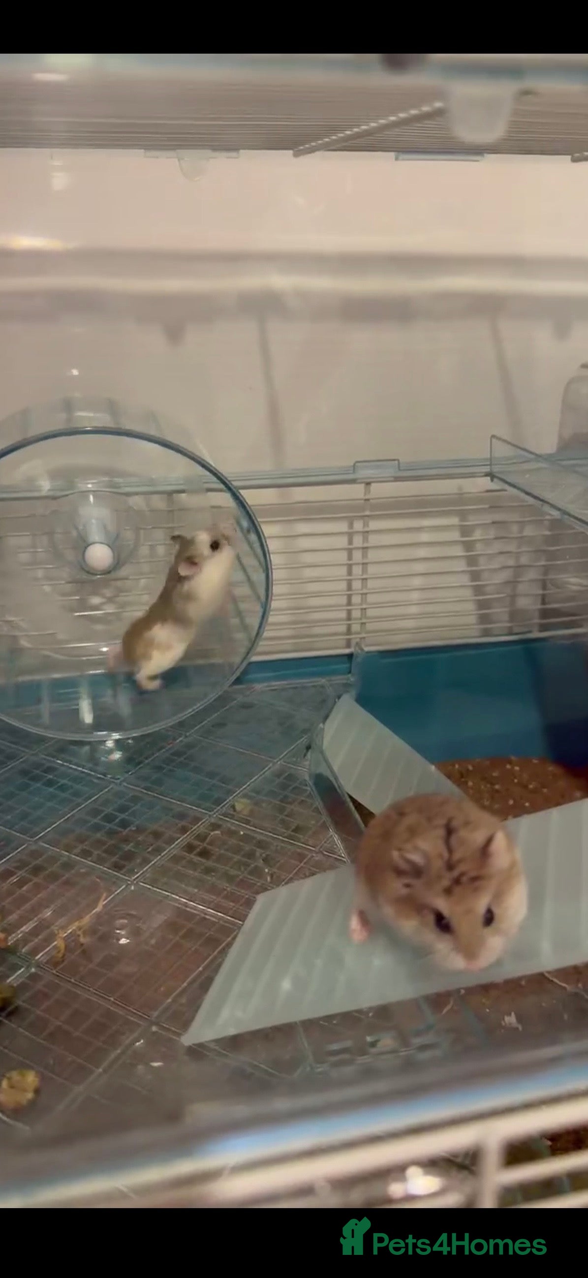 Hamster rodents Two Robovski Hamsters With Cage - Advert 1