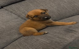 Mixed Breed dogs for sale: German shepherd x whippet  - Image 13