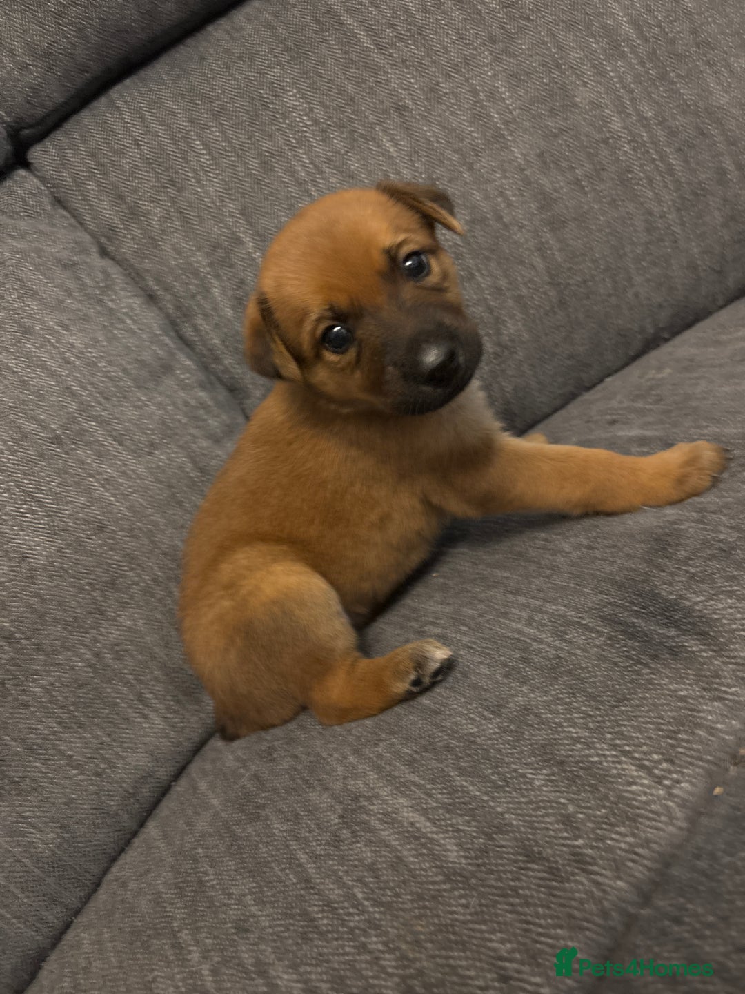 Mixed Breed dogs for sale: German shepherd x whippet  - Image 13