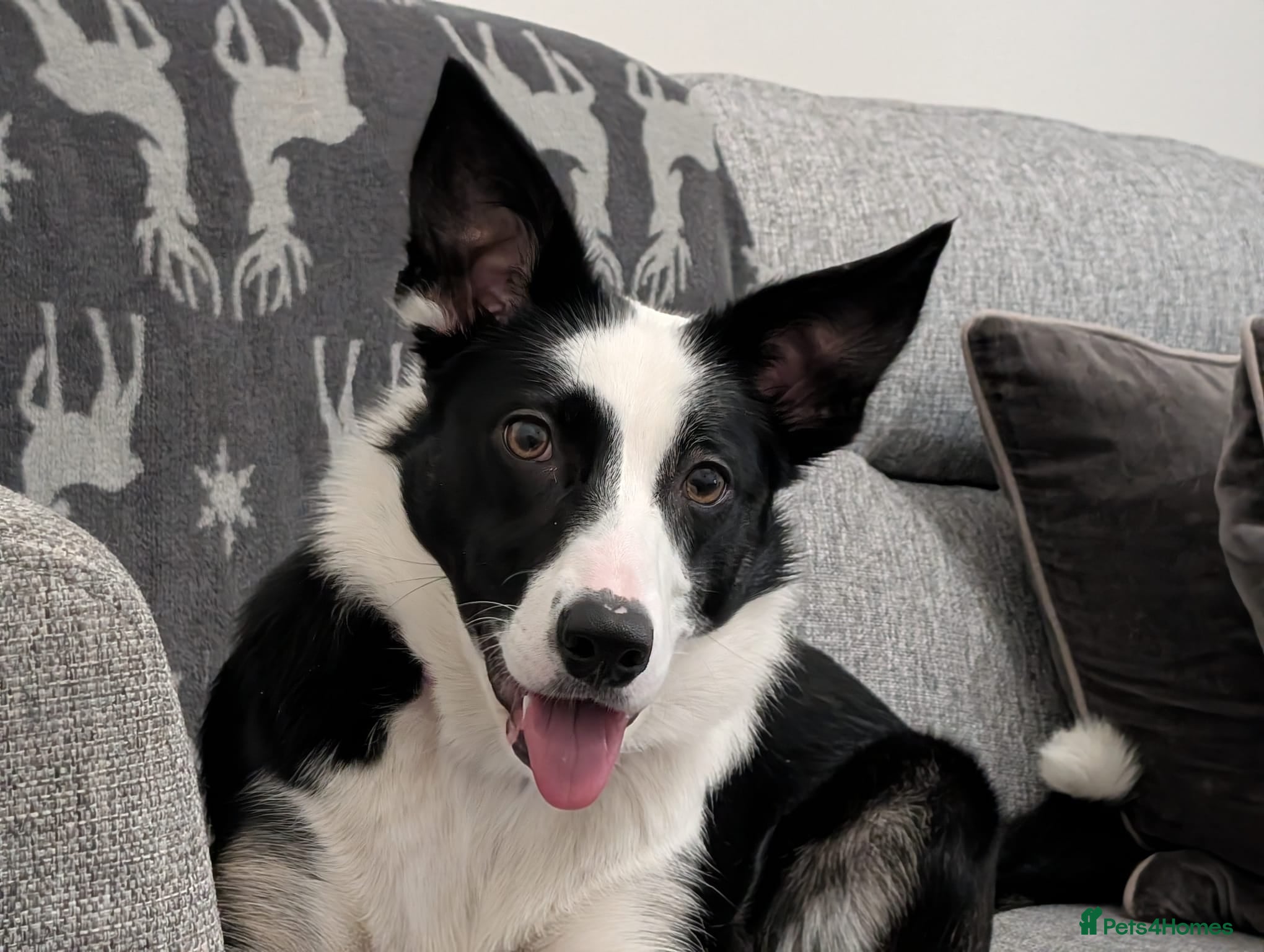 Border Collie dogs for sale: Border Collie looking for an active home  - Advert 6