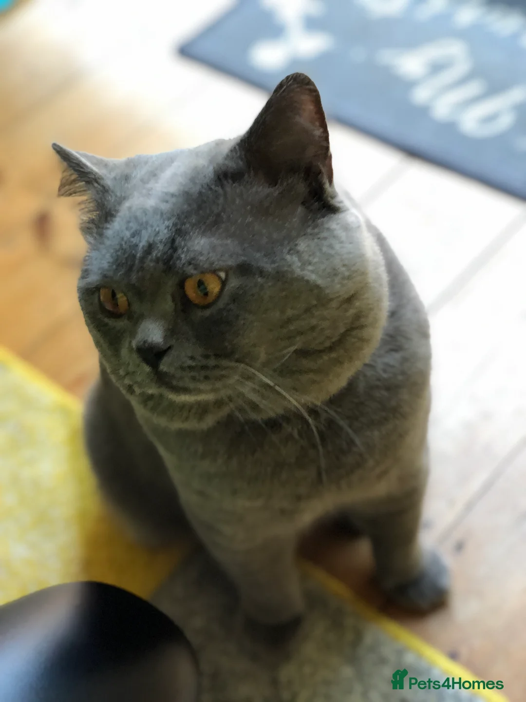 British Shorthair cats for stud: Blue colour BSH Champion Line GCCF stud  in London - Advert 15