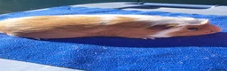 Guinea Pig rodents for sale: Female guinea pigs  - Advert 3