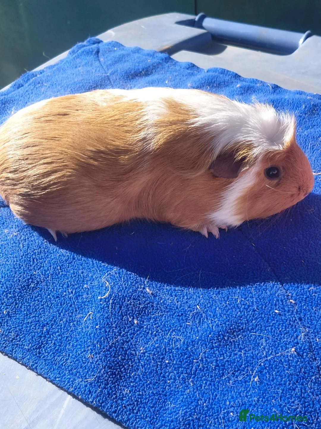Guinea Pig rodents for sale: Female guinea pigs  - Advert 3