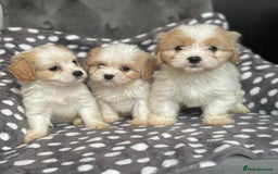 Mixed Breed dogs for sale: Cavatons - Image 7
