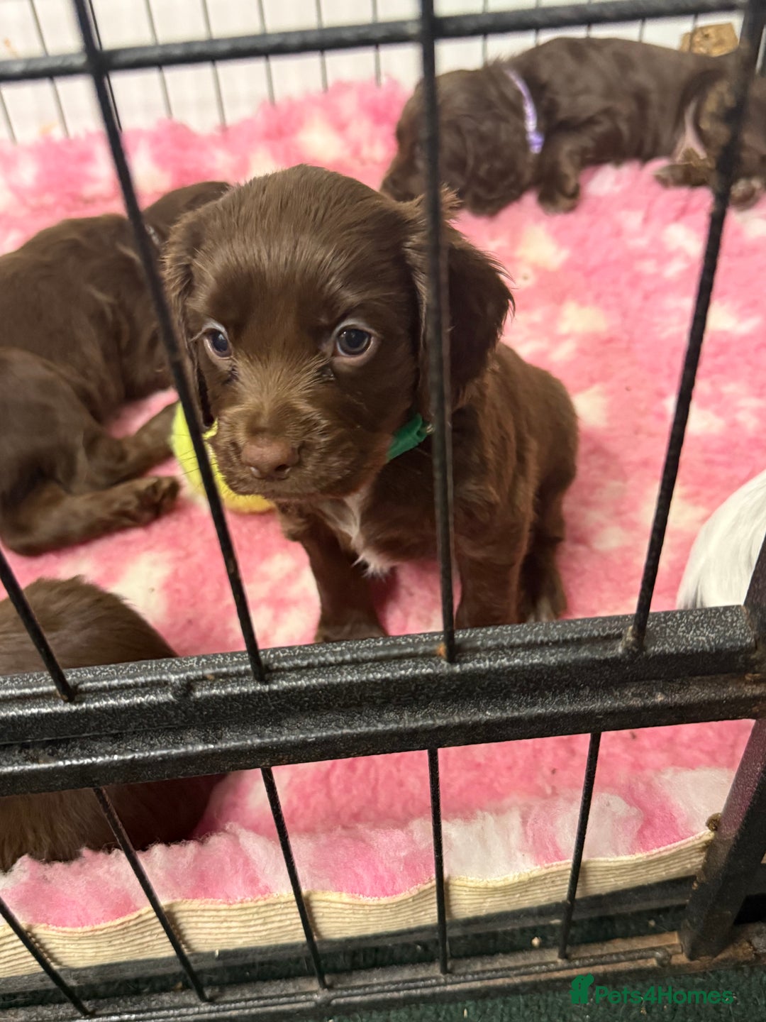Cocker Spaniel dogs for sale: Working cocker spainel Puppys Ready to leave  - Image 30