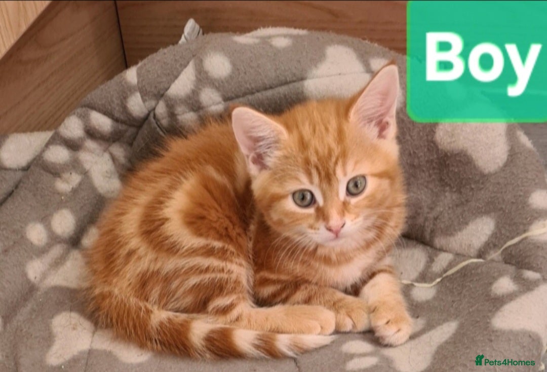 Mixed Breed cats Beautiful Male kittens - Advert 1