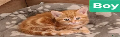 Mixed Breed Kitten 1
