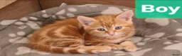 Mixed Breed cats for sale: Beautiful Male kittens - Advert 1