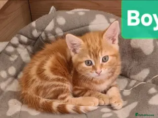 Mixed Breed cats Beautiful Male kittens - Advert 1