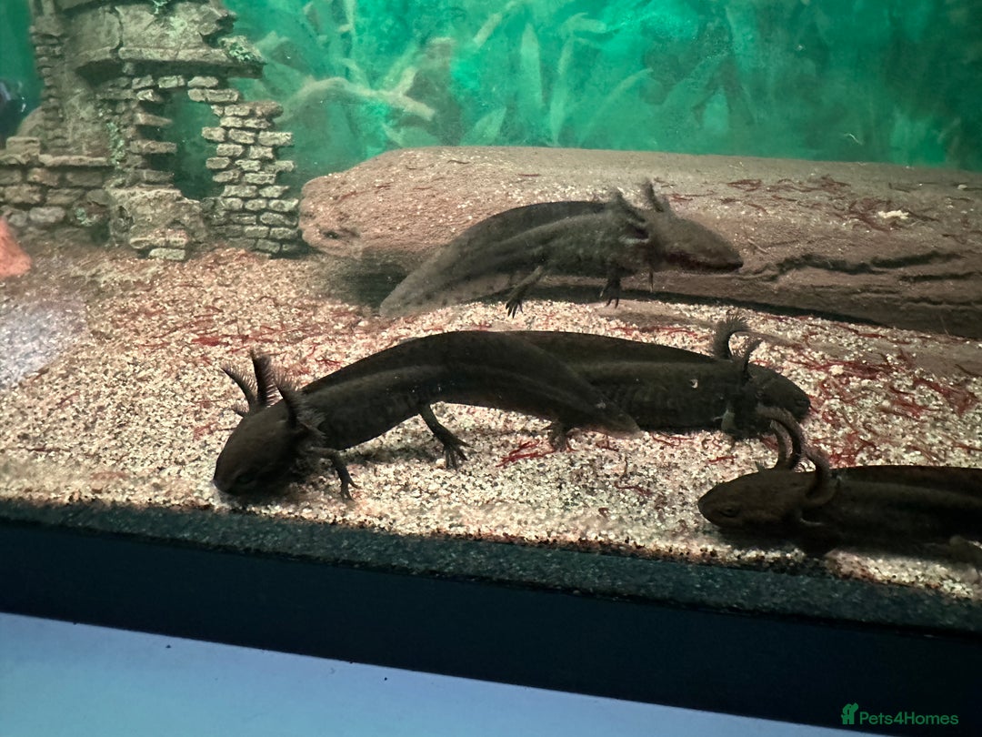 Axolotl reptiles for sale: Young Axolotls for sale - Image 7