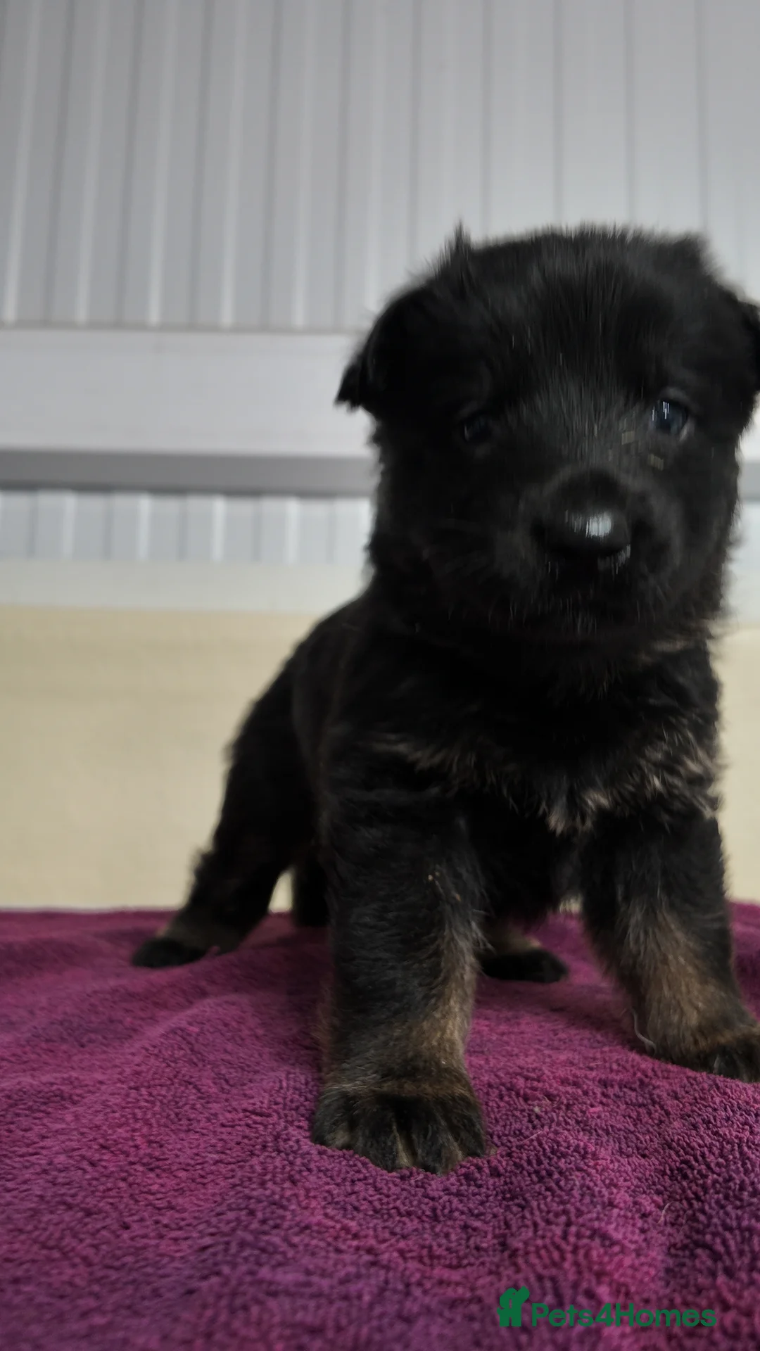 German Shepherd dogs for sale: Short haired German shepherd pups - Advert 2