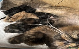 Persian cats for sale: Beautiful Persian Brother & 2 Sisters Available  - Image 2