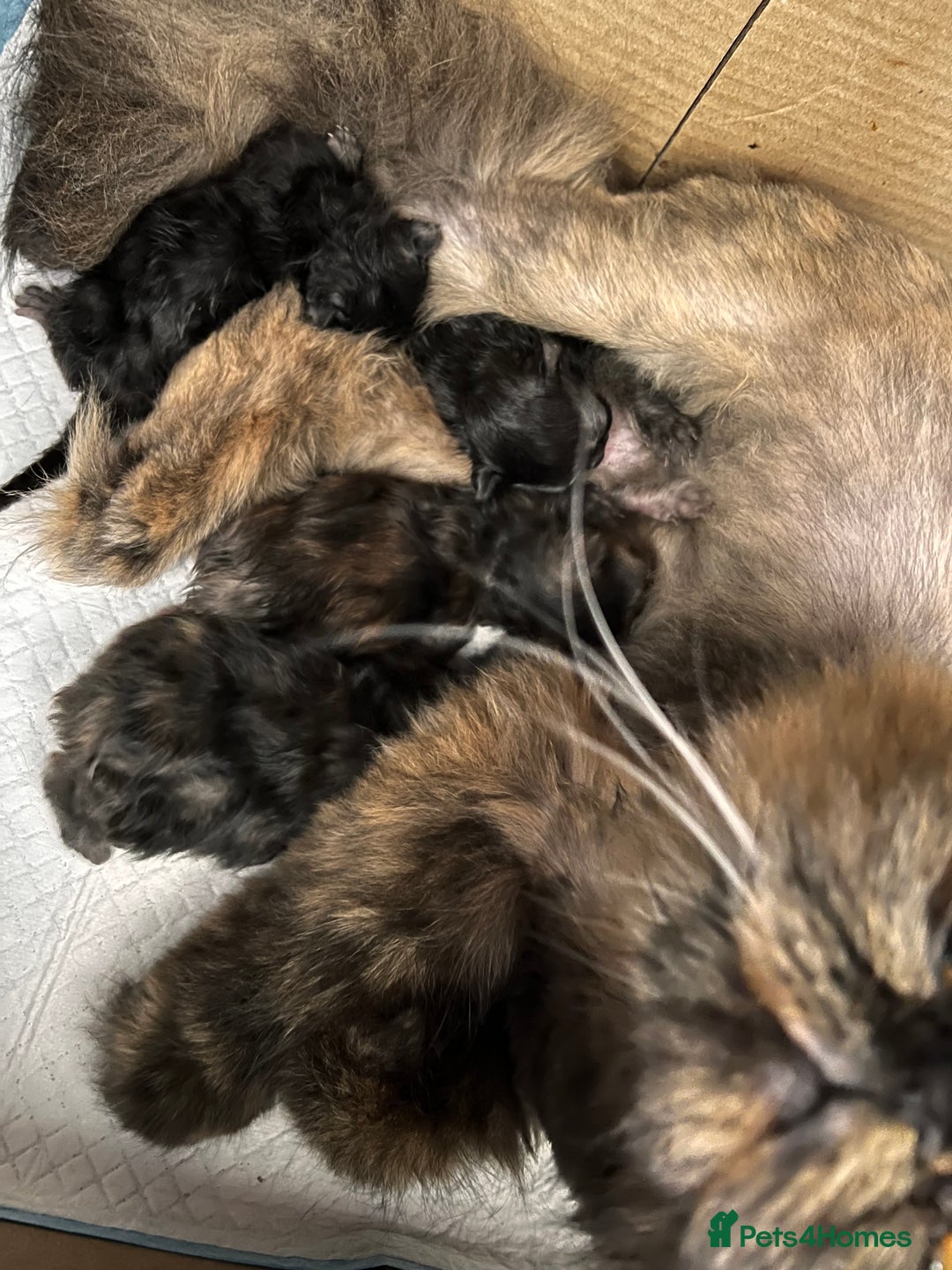 Persian cats for sale: Beautiful Persian Brother & 2 Sisters Available  - Image 2