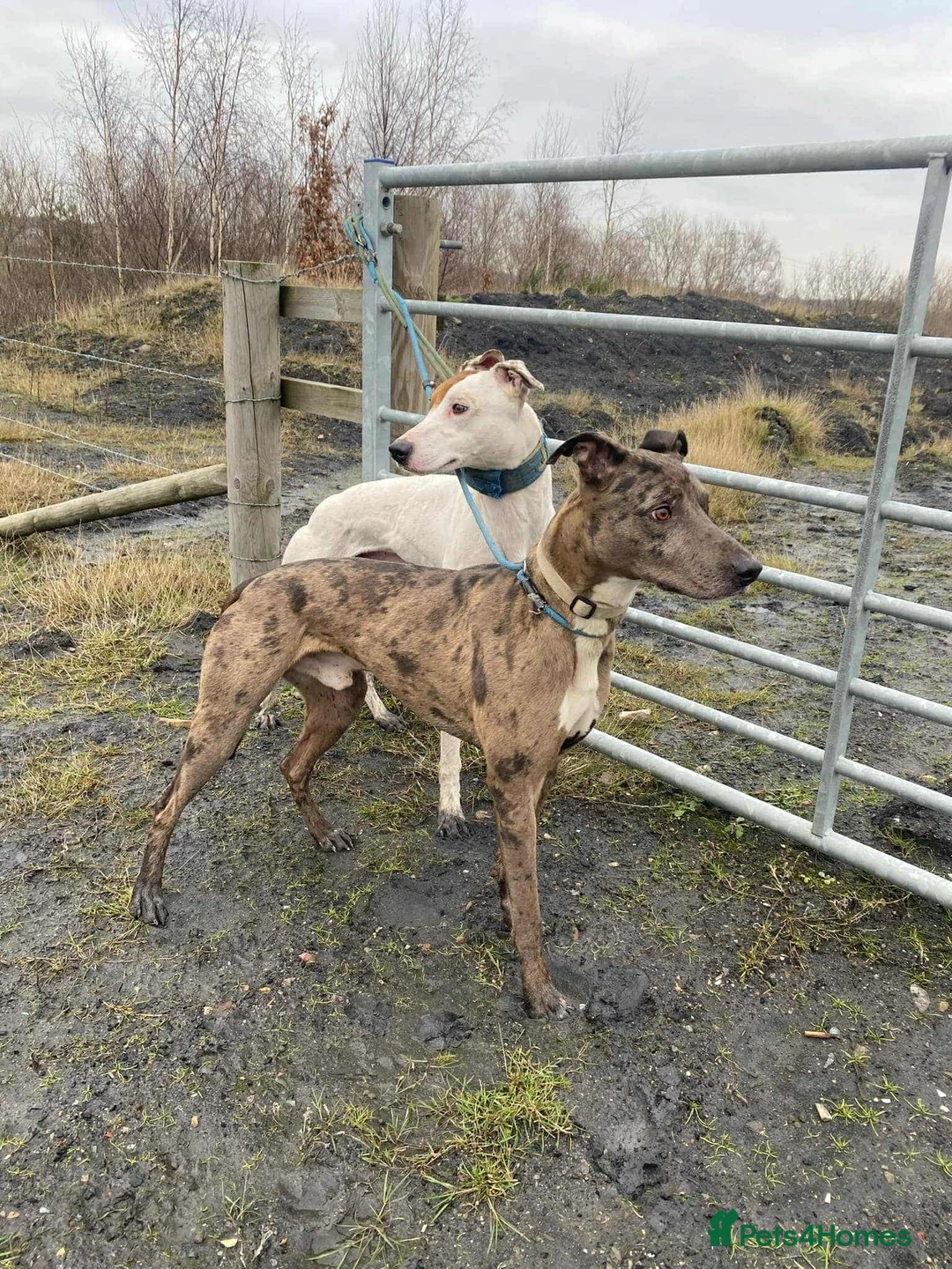 Mixed Breed dogs for stud: Collie bull greyhound stud in Castleford - Advert 4