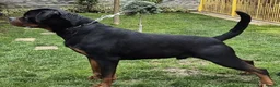 Rottweiler dogs for sale: 🩶 Beautiful Rottweiler Puppies 🩵 - Advert 9