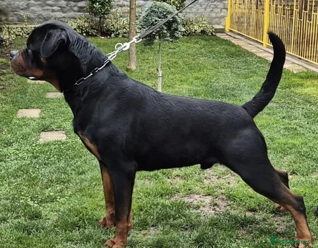 Rottweiler dogs for sale: 🩶 Beautiful Rottweiler Puppies 🩵 - Advert 9