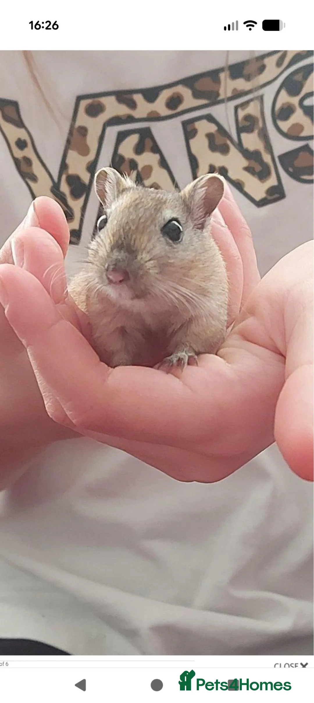 Gerbil rodents for sale: Two Male Gerbils in Swadlincote - Advert 3