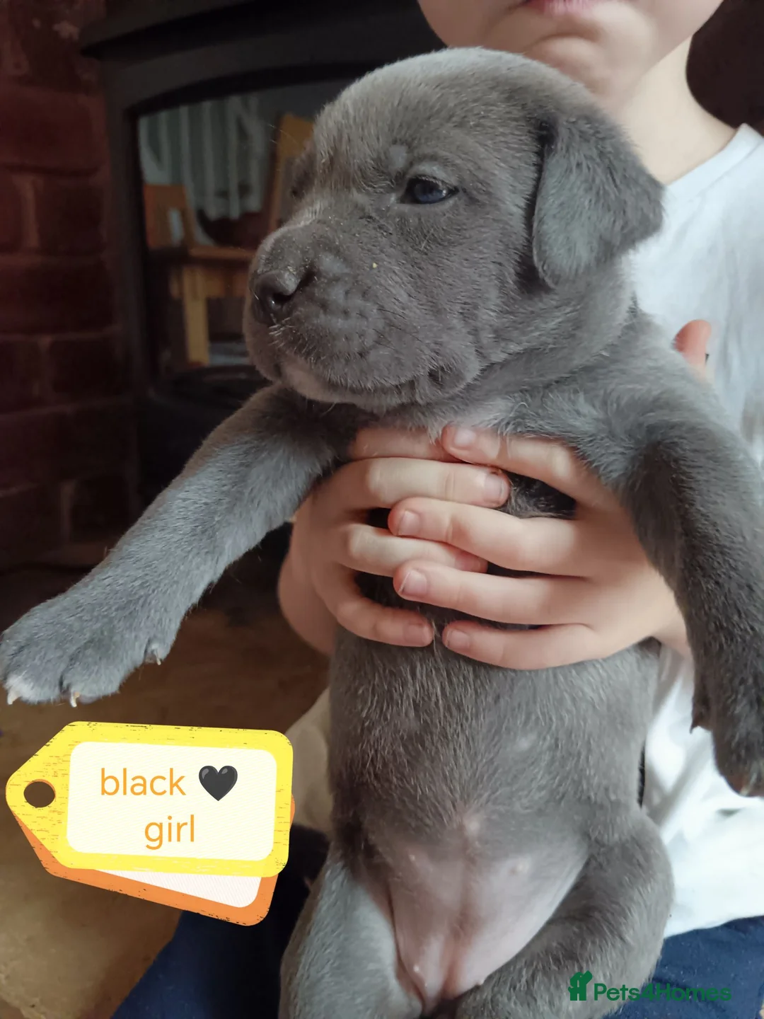 Cane Corso dogs for sale: 💎Cane Corso Puppies💎🥰 READY TO GO SOON ♥️  - Advert 19