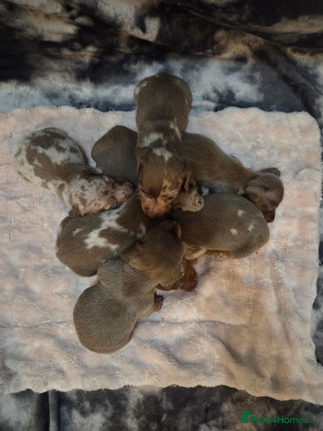 Miniature Dachshund dogs for sale: Miniature dachshund pups KC Reg - Advert 6