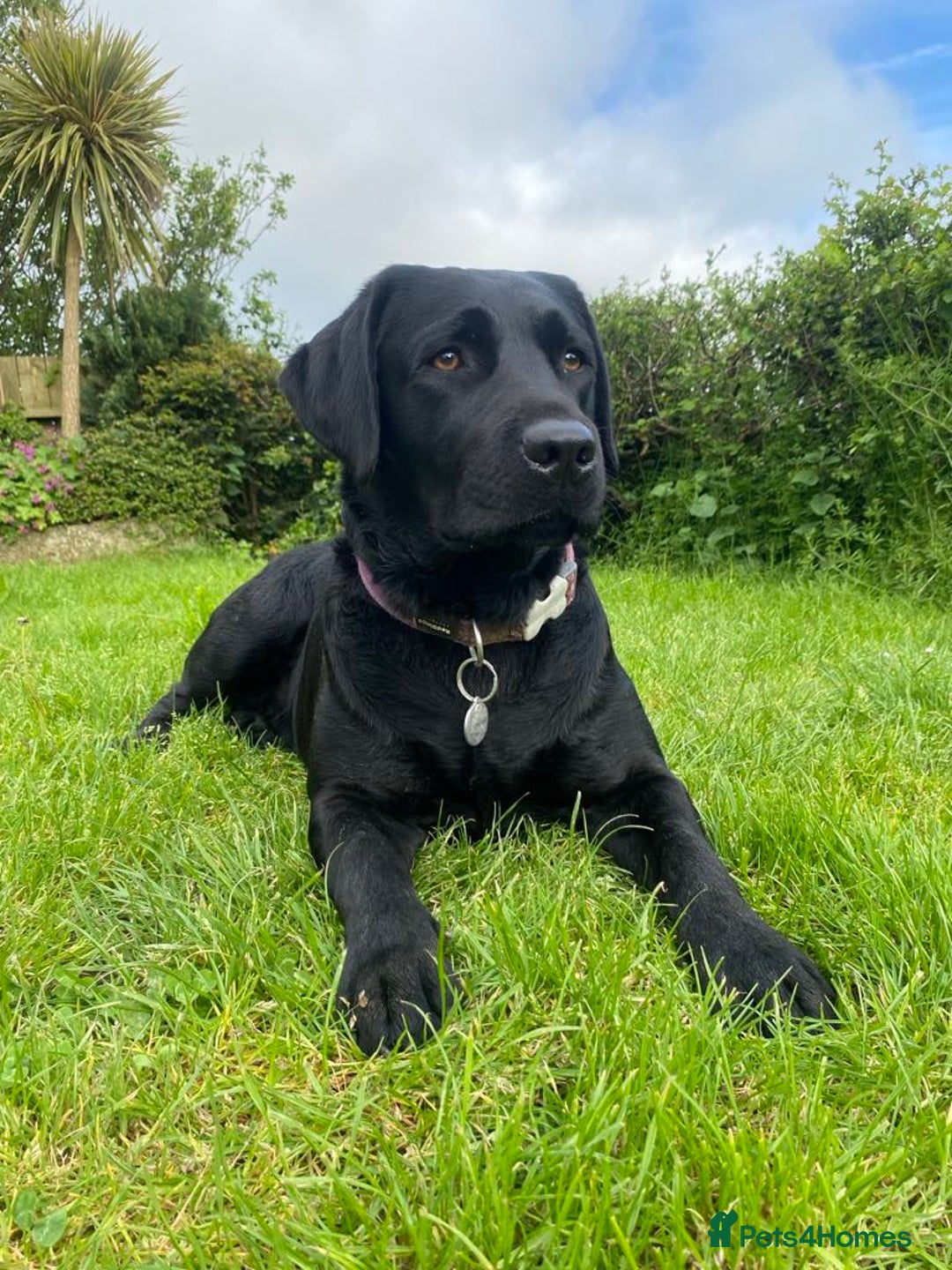 Labrador Retriever dogs for sale: Drakeshead Labrador Puppies in Wadebridge - Image 9