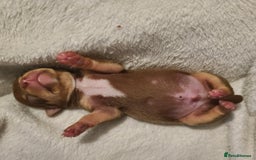 Chihuahua dogs for sale: Smooth coat chihuahua  - Image 15