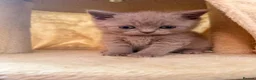 British Shorthair cats for sale: Lilac female British short hair - Advert 4