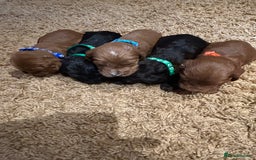 Cockapoo dogs for sale: Cockapoos puppies  - Image 10