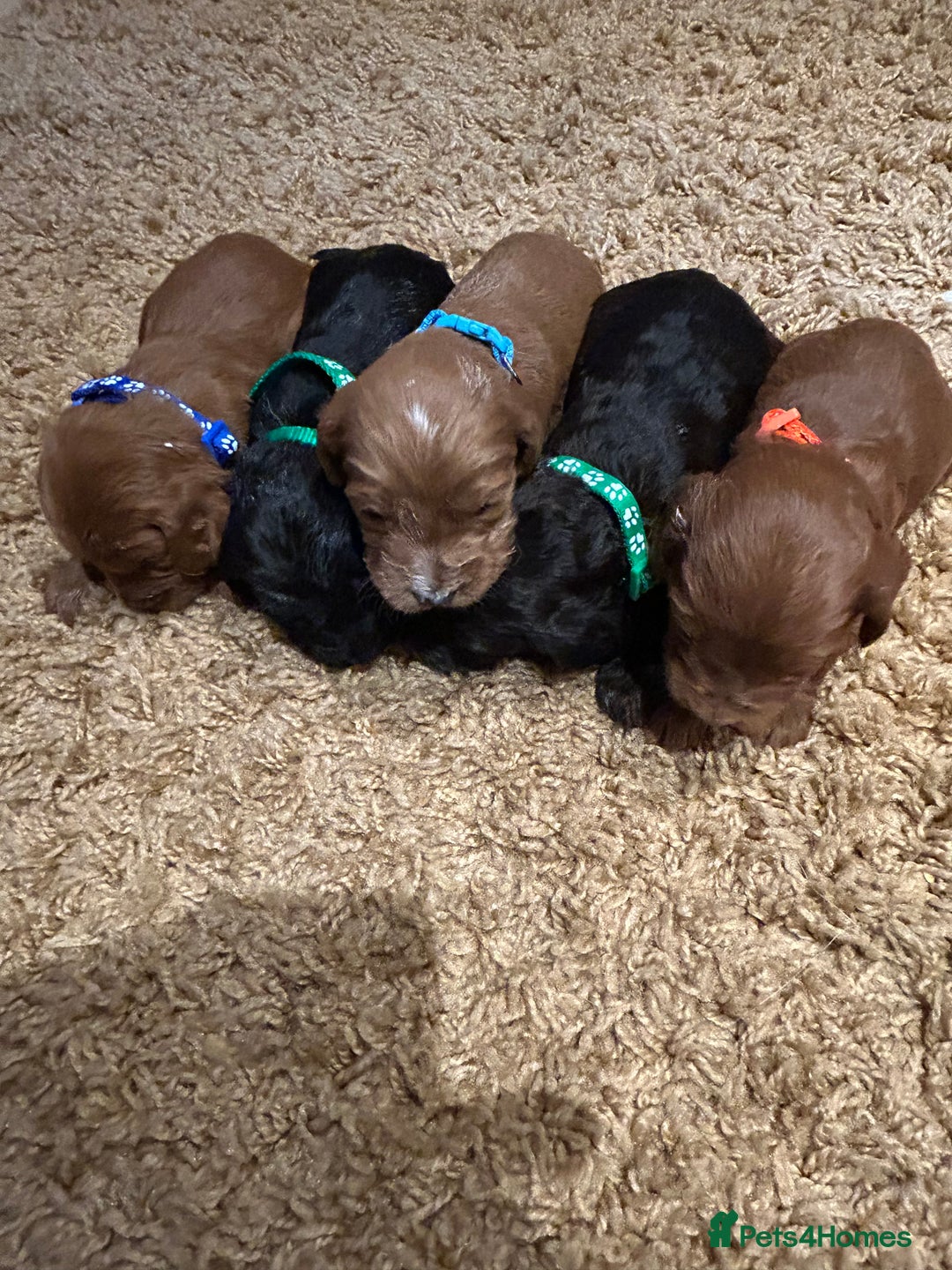 Cockapoo dogs for sale: Cockapoos puppies  - Image 10