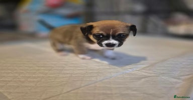Mixed Breed dogs - Advert 4