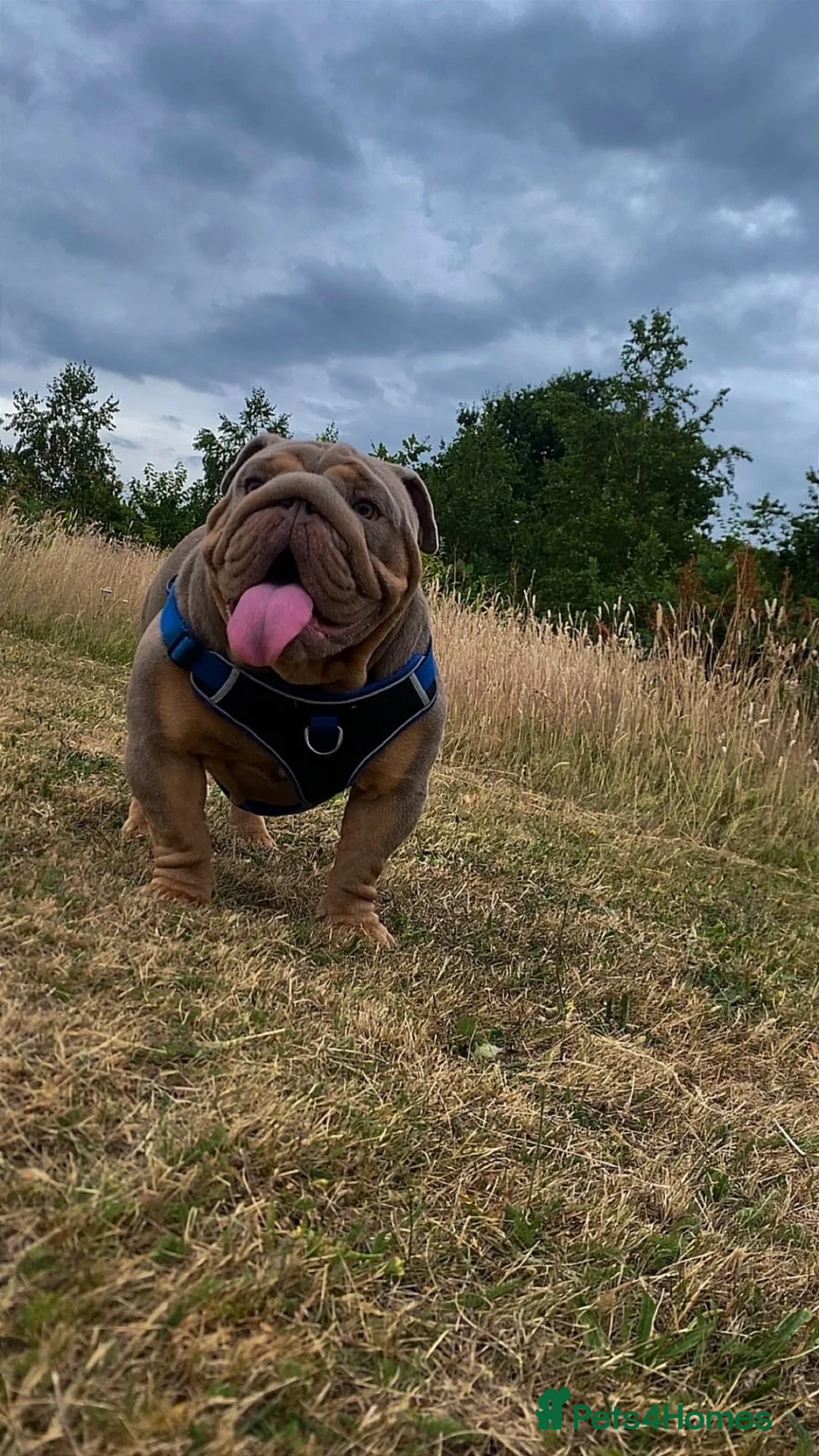 English Bulldog dogs for stud: Hugo ready for stud - Advert 5