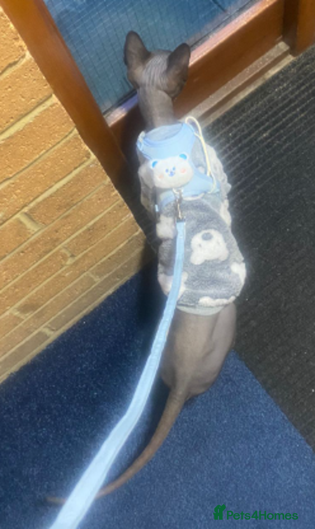 Sphynx cats for sale: Loving cuddly Sphynx - Image 3