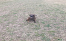 Mixed Breed dogs for sale: Presa canario Cross American bully  - Image 9