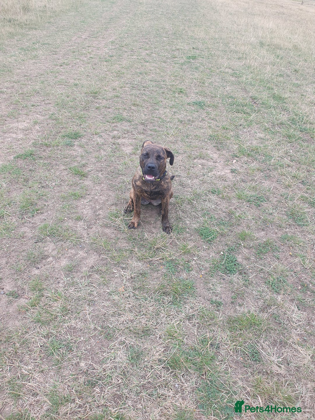 Mixed Breed dogs for sale: Presa canario Cross American bully  - Image 9
