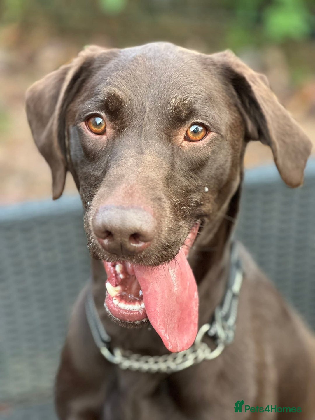 Mixed Breed dogs for adoption: Cooper - Advert 4