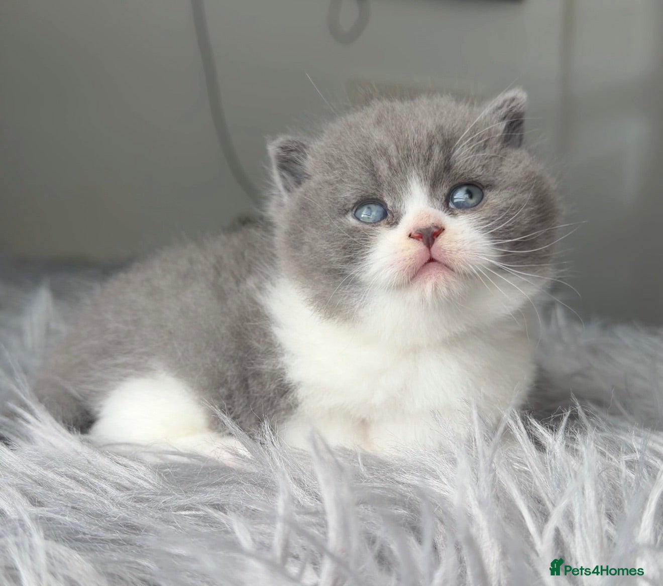 British Shorthair cats GCCF registered blue bicolour male kitten - Advert 6