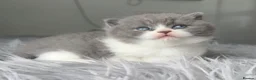 British Shorthair cats for sale: GCCF registered blue bicolour male kitten - Advert 2