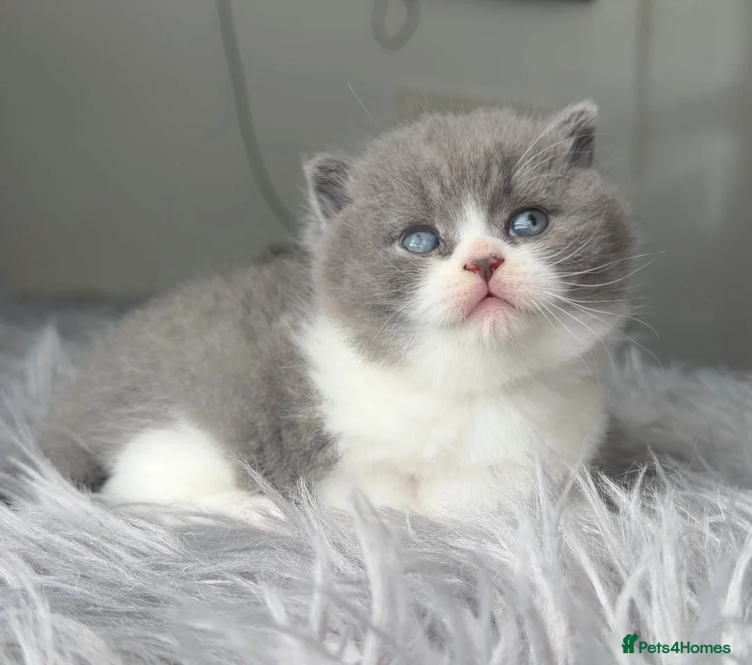 British Shorthair cats for sale: GCCF registered blue bicolour male kitten - Advert 2