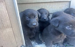 Labrador Retriever dogs for sale: Incredible repeat mating  - Image 14