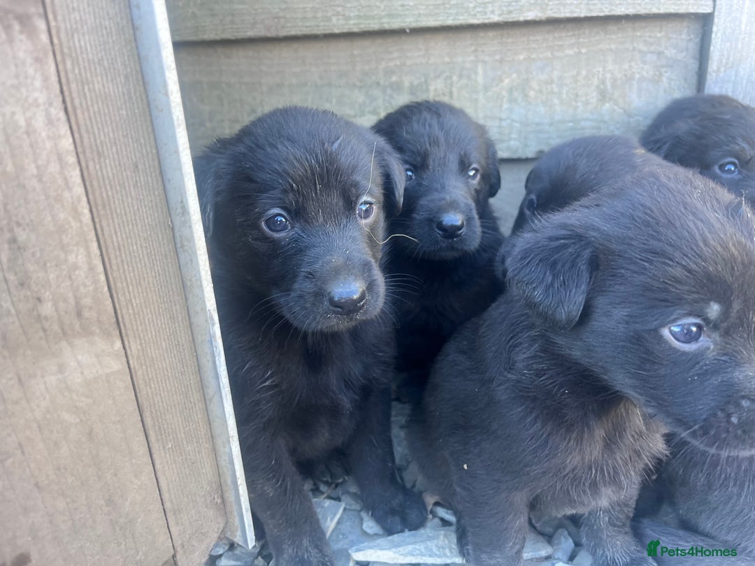 Labrador Retriever dogs for sale: Incredible repeat mating  - Image 14