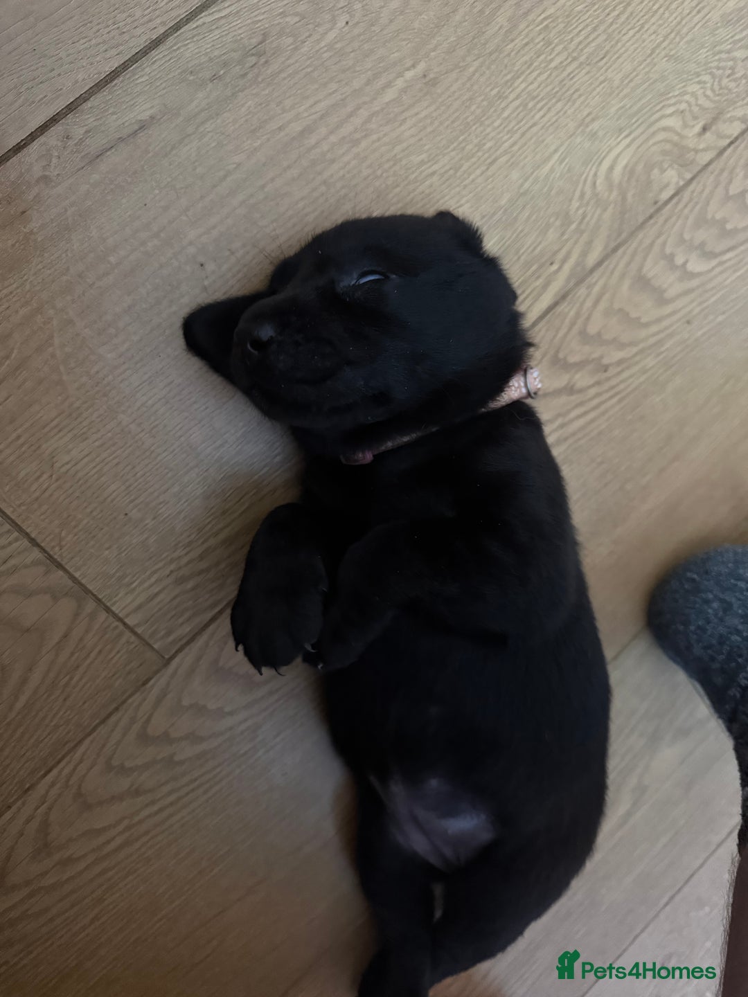 Labrador Retriever dogs for sale: 1 black boy left! ready to leave! Perfect labs! - Image 27