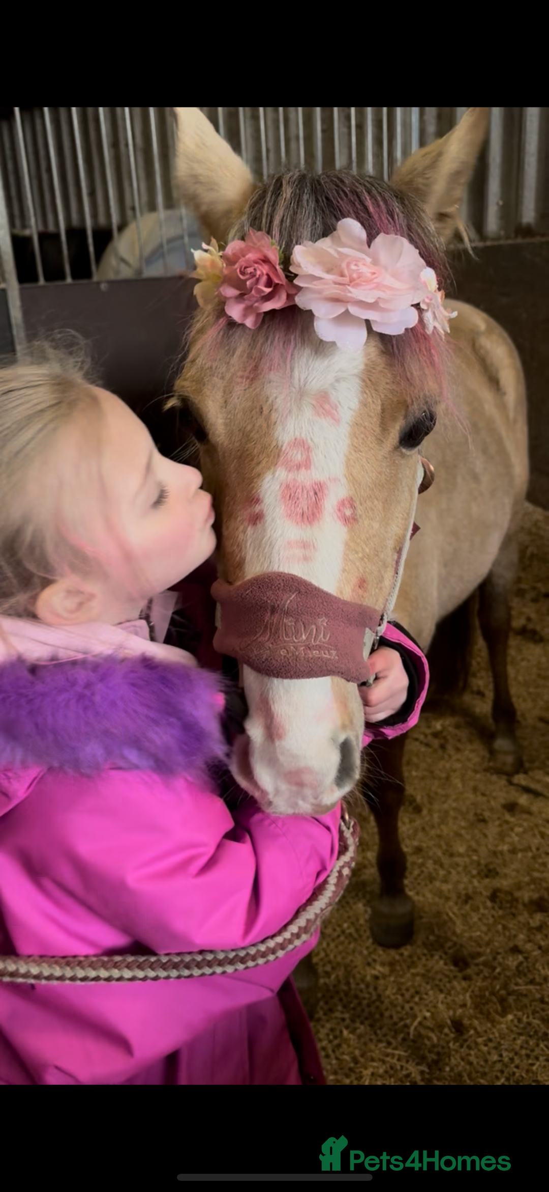 Welsh Section B horses for sale: Palomino Welsh B Non Ridden Companion/ InHand Pony - Image 10