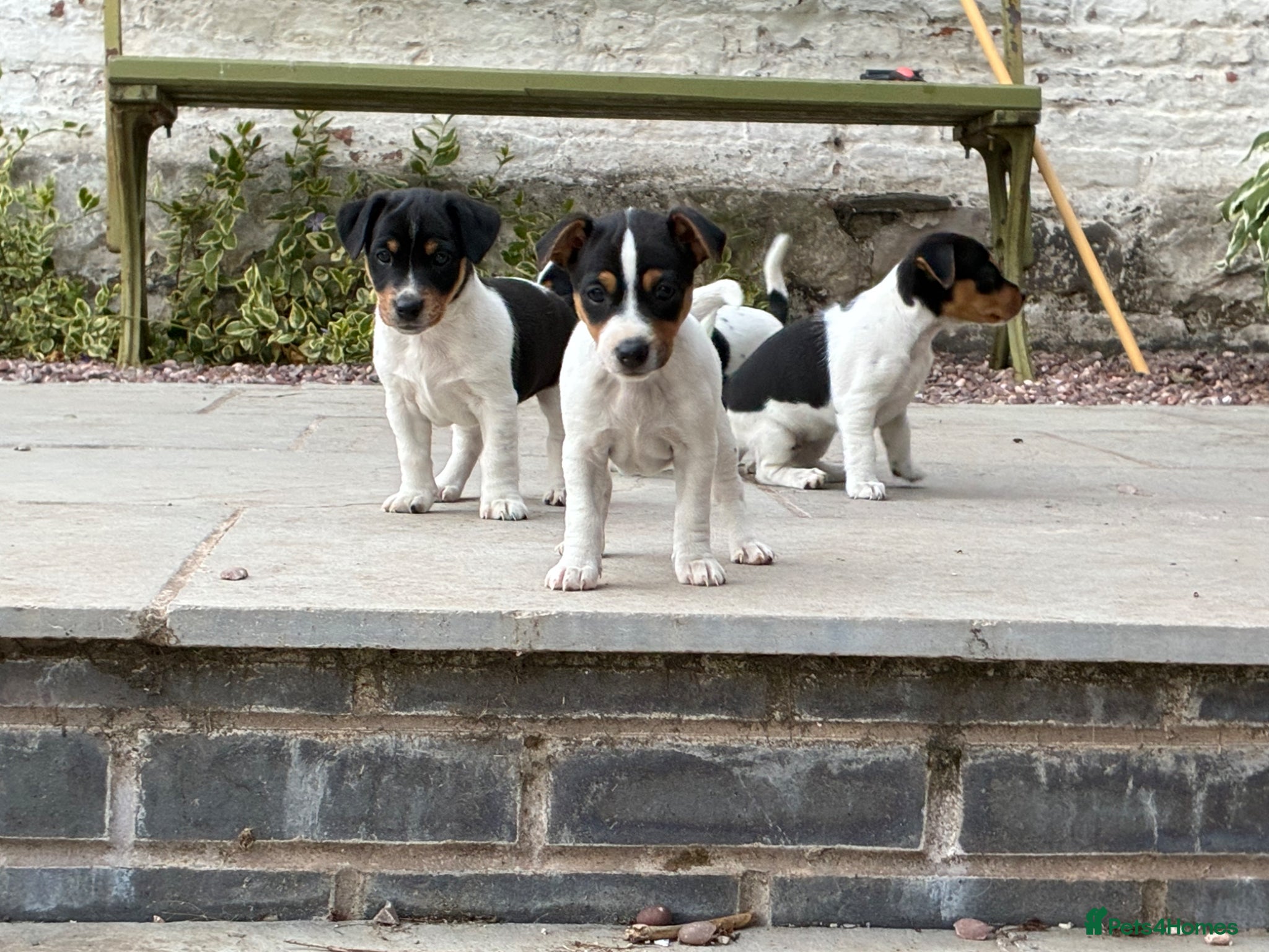 Jack Russell dogs Gorgeous Jack Russell Puppies - Advert 2