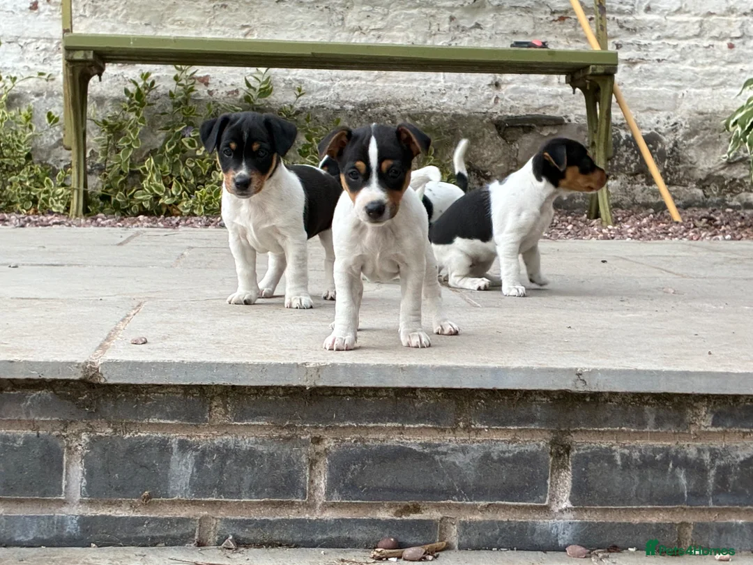Jack Russell dogs for sale: Gorgeous Jack Russell Puppies in Ruthin - Advert 1