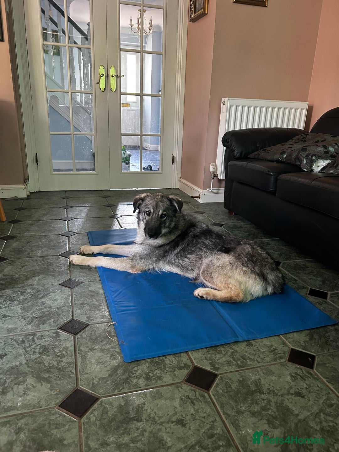 Mixed Breed dogs for sale: Adorable ODY - Image 6