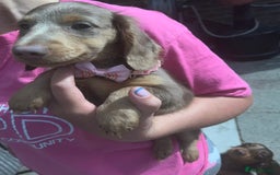 Miniature Dachshund dogs for sale: REDUCED Mini Isabella/tan Dachshunds  VACCINATED - Image 31