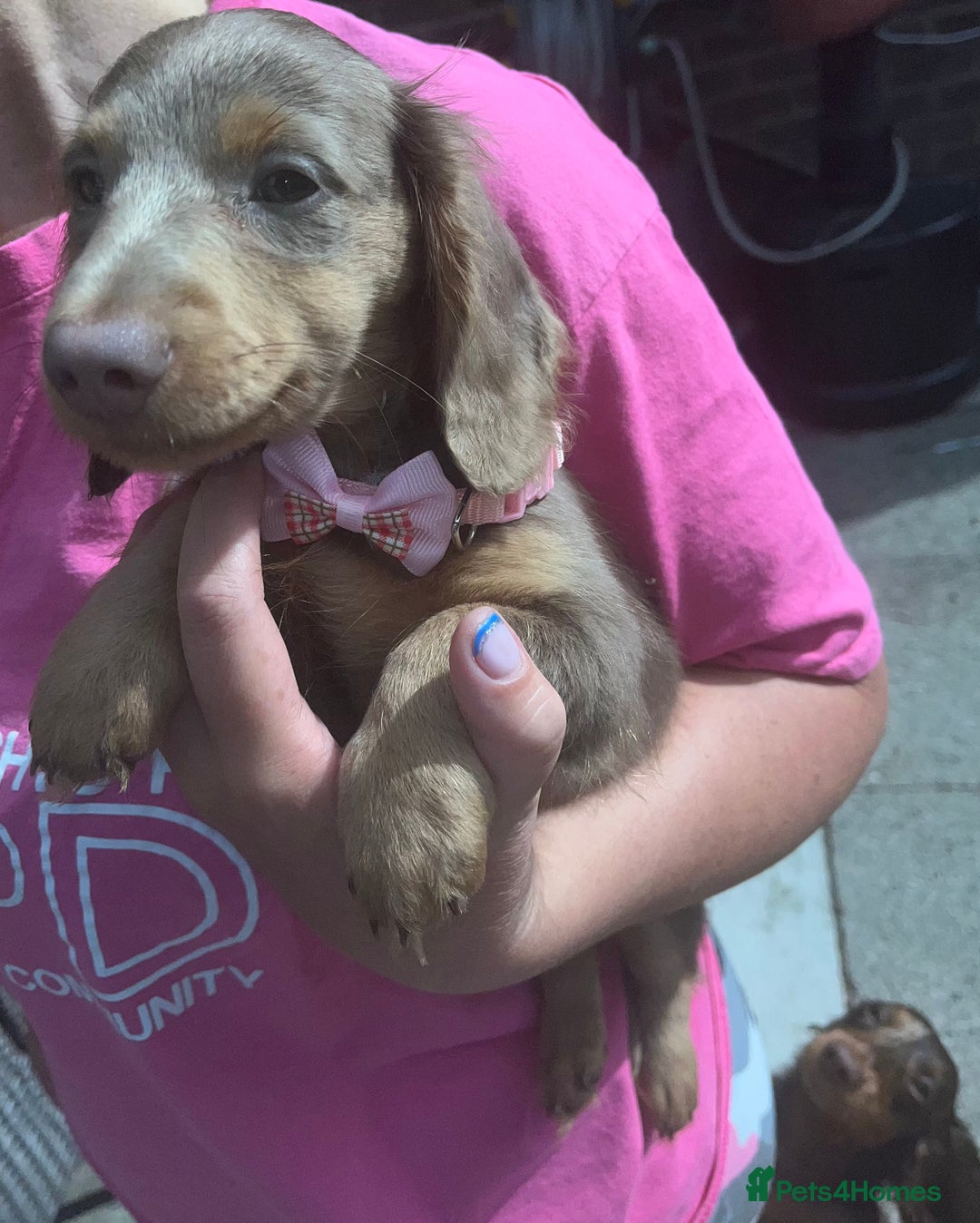 Miniature Dachshund dogs for sale: REDUCED Mini Isabella/tan Dachshunds  VACCINATED - Image 31