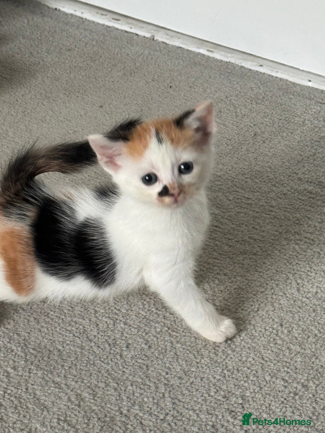 Mixed Breed cats for sale: Mixed kittens for sale - Image 20