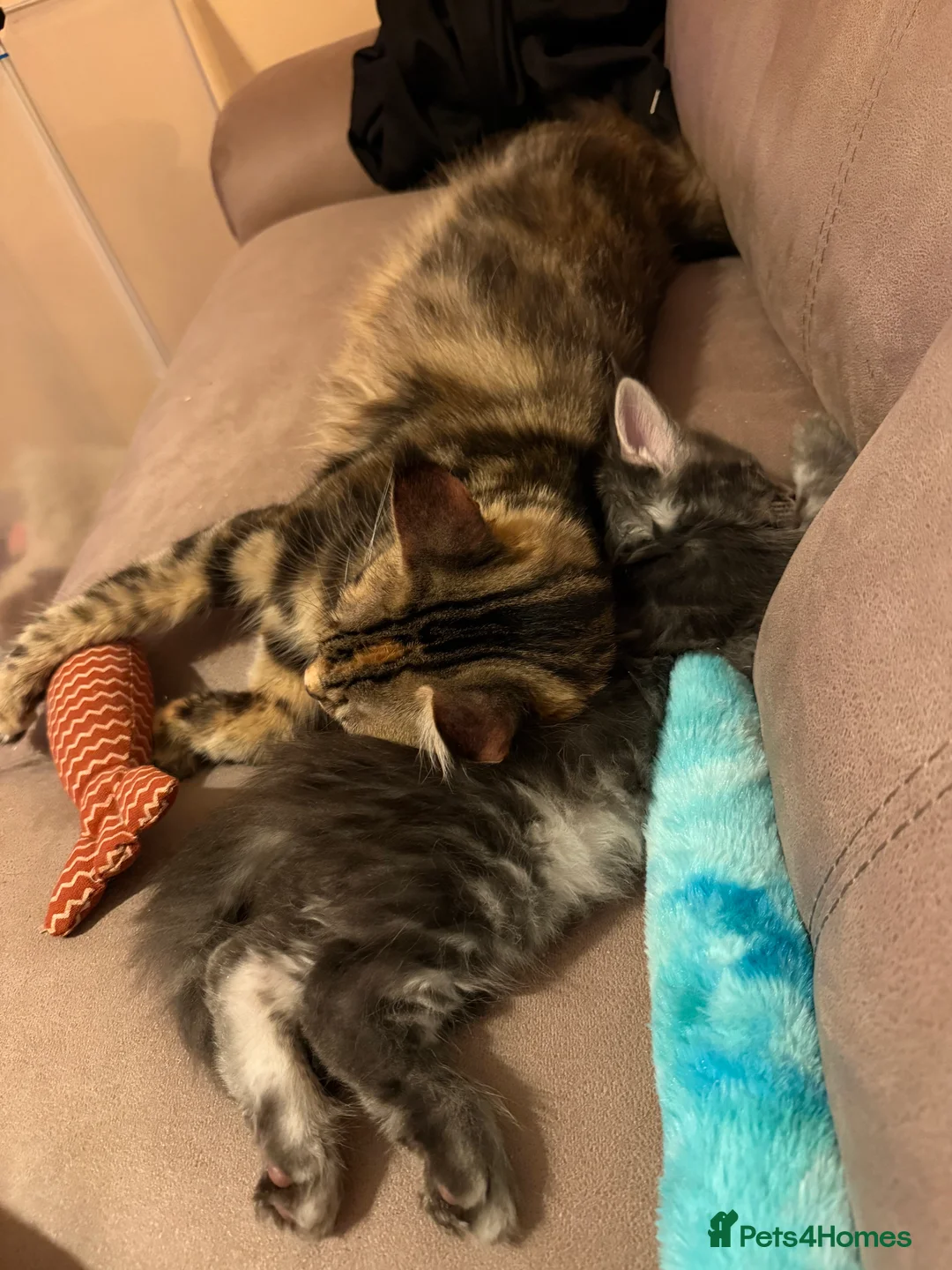 Maine Coon cats for sale: Fully registered Maine Coon kittens  - Advert 13